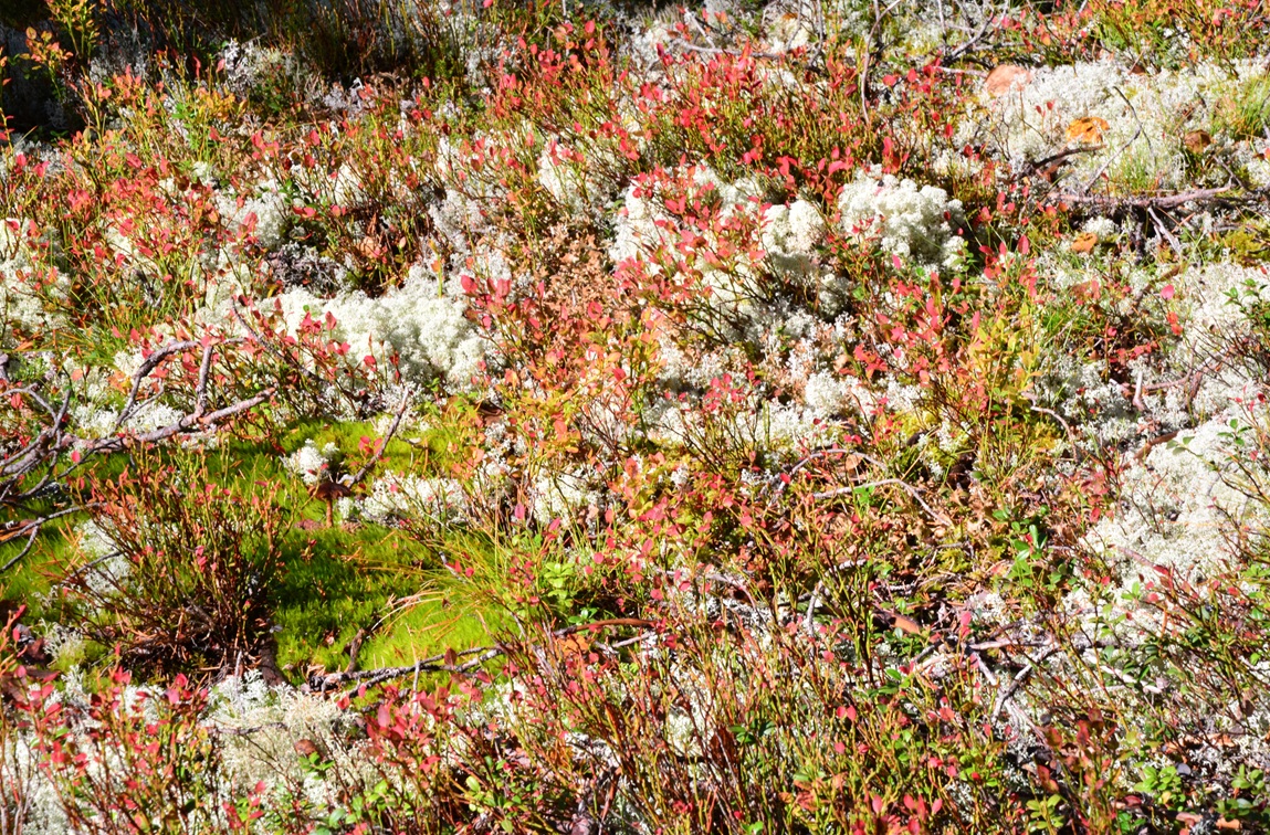 Herbstlicher Moorboden